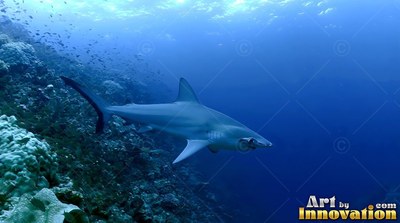 A hammerhead shark swims past a steep reef in deep clear blue water