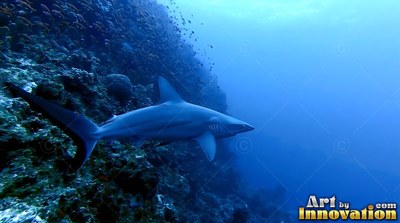 Along a steep coral reef wall, a dark gray shark swims into deep blue water