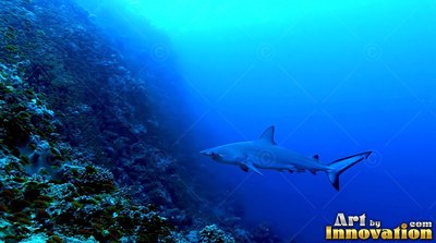 Swimming along a steep coral wall, a gray reef shark cruises through deep blue water