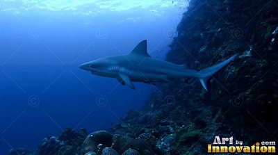 A shark swims near a dark reef in deep pale blue water