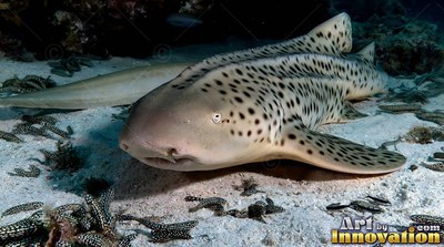 Resting on the pale seabed, a spotted zebra shark faces forward near the reef