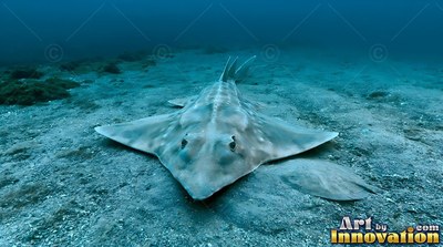 Resting on the seabed, a flat angel shark blends with the pale sand underwater