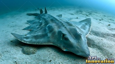 A flat gray angel shark rests on the pale sandy ocean floor