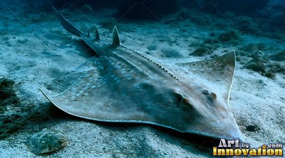 Spotted gray skin covers a guitarfish resting flat on sandy ocean seabed