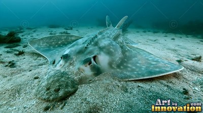 An angelshark rests half-buried in ocean sand under dim greenish-bright blue water