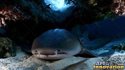 Facing forward, a nurse shark rests on bright white sand under a dark reef ledge