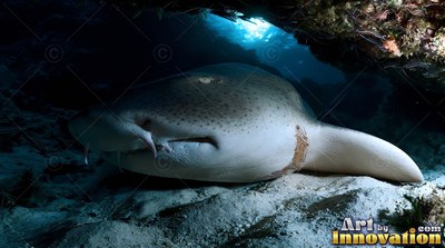 Inside a dark underwater cave, a spotted nurse shark rests on pale sand