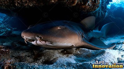 Resting under a dark reef ledge, a nurse shark lies on the white sand