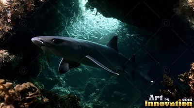 White fin tips trace a shark gliding out from a dark cave toward sunlit pale blue water