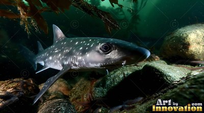 A spotted pale gray shark swims near dark rocks and kelp in green water