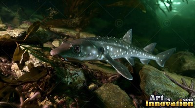 Small spotted shark gliding low over rocks underwater