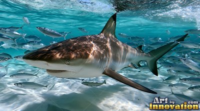 Black-tipped fins define a shark gliding through clear turquoise water over white sand