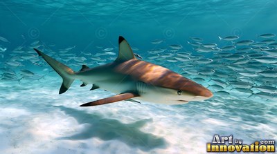 Swimming downward, a blacktip reef shark glides over sunny bright white sand