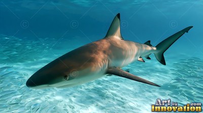 A blacktip reef shark swims over a sandy seabed in clear turquoise water