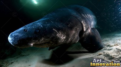 In dark ocean waters, a heavy gray Greenland shark glides near the sandy floor