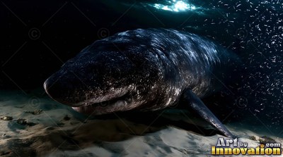 A dark Greenland shark swims over a sandy seabed