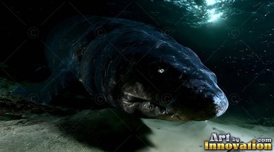 Pale eye shining, a dark Greenland shark swims over a sandy seafloor in murky water