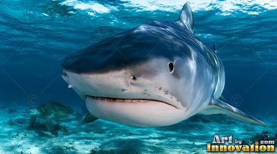 In clear pale blue water, a tiger shark swims forward over a sandy seabed