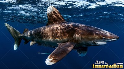Cruising near the surface, an oceanic whitetip shark glides through deep pale blue water