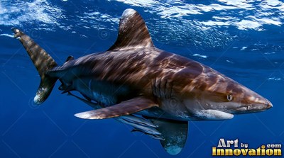 An oceanic whitetip shark glides through sunny blue water
