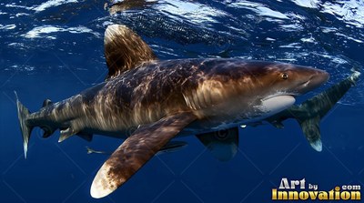 White tips mark the fins of a brown oceanic whitetip shark moving in deep pale blue water