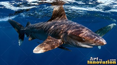 An oceanic whitetip shark swims near the surface, dappled by bright sunlight in clear deep blue water