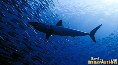 A shark travels through a thick school of small fish in deep blue water