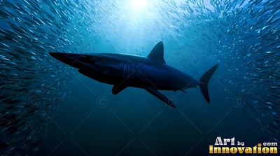 Swimming through deep blue water, a dark shark passes small schooling fish