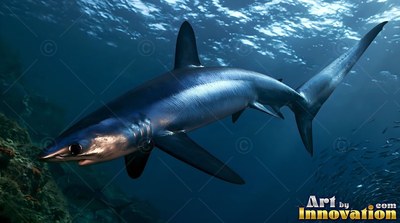 Gliding through dark blue ocean water, a sleek thresher shark angles downward near a reef