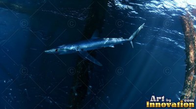 A slender blue shark swims in dark ocean water near wooden pilings