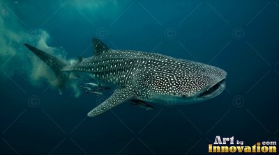White spots cover a whale shark gliding through deep blue open water with small fish