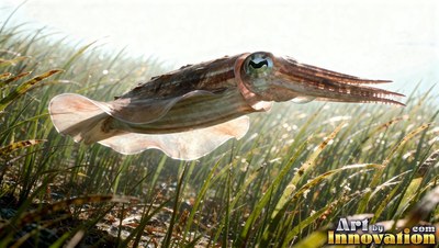 A cuttlefish swims over sea grass with sunlight shining through its translucent fins