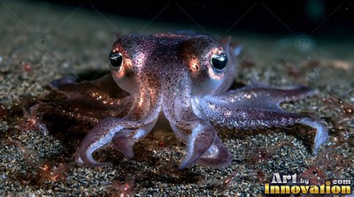 A small squid rests on dark sand, its speckled skin reflecting cool light