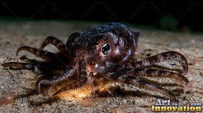 Sprawled close on the sandy sea floor, a small speckled squid rests with curved arms