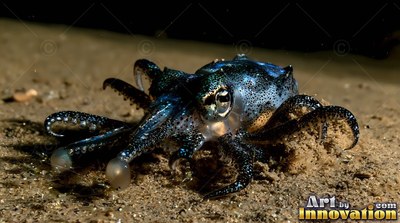 A spotted blue bobtail squid rests on the sandy ocean floor under bright light