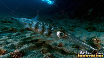 A long squid drifts low over a dark, sandy seabed