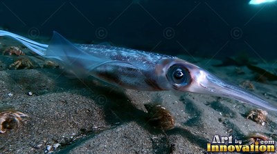 A long pointed snout guides a pale squid gliding over the dark sandy ocean floor