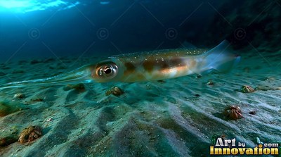 A squid moves over the sandy seabed under deep clear blue water with sunlight above