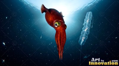 Drifting downward, a red squid moves beside a clear siphonophore in navy blue water