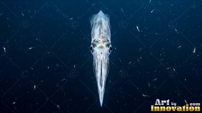 Facing downward in dark blue water, a pale squid drifts with arms together