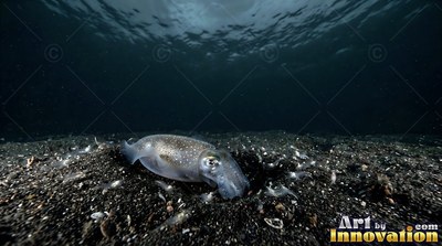 Small cuttlefish resting on dark sand under black water