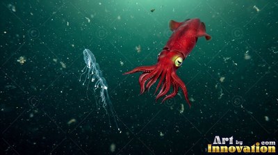 Swimming downward, a red squid curls its tentacles near a clear siphonophore in dim water