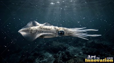 Side view of a pale squid gliding through deep dark water over a reef