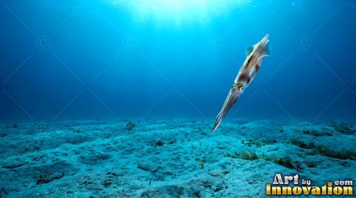 A pale brown squid drifts downward through clear open blue water over a sandy sea floor