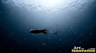 In deep dark clear blue water, a dark squid glides below the light surface