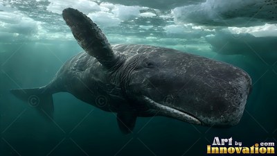 Under Arctic sea ice, a dark gray bowhead whale cruises through murky green sea water