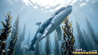 Gliding toward the sunny surface, a humpback cruises through a kelp forest
