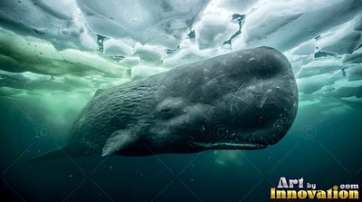 A dark sperm whale travels in deep greenish water right under sea ice