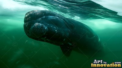 Rough white patches on the head of a dark right whale moving in green water