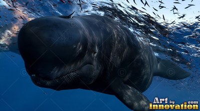 A dark gray pilot whale swims close to the ocean surface under bright sunlight